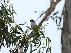 Melithreptus affinis