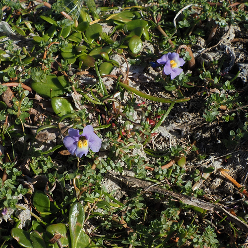 New Zealand Musk (Thyridia repens)