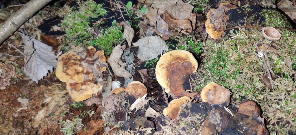 Osmoporus odoratus · March 2026 · photo: © jokerrr83 (iNaturalist, cc-by)
