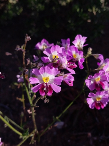 butterfly-of-the-coast (Schizanthus litoralis)