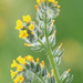 Fiddlenecks - Photo (c) riverwalker23, some rights reserved (CC BY-NC)