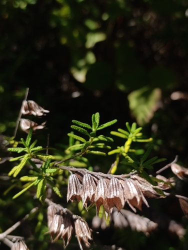 Lepechinia chilensis, photograph 3
