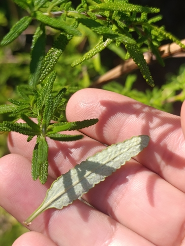 Lepechinia chilensis, photograph 4