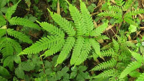 Pteris natiensis iNat (1)