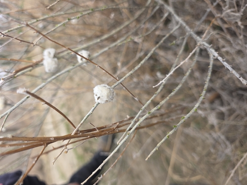 Unknown species found near Hampden Ave & Hamilton Dr, Aurora, CO 80014, USA