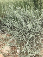 Convolvulus ocellatus