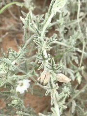 Convolvulus ocellatus