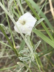 Convolvulus ocellatus