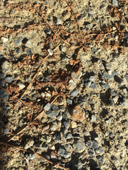 Serradigitus gertschi