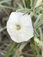 Convolvulus ocellatus