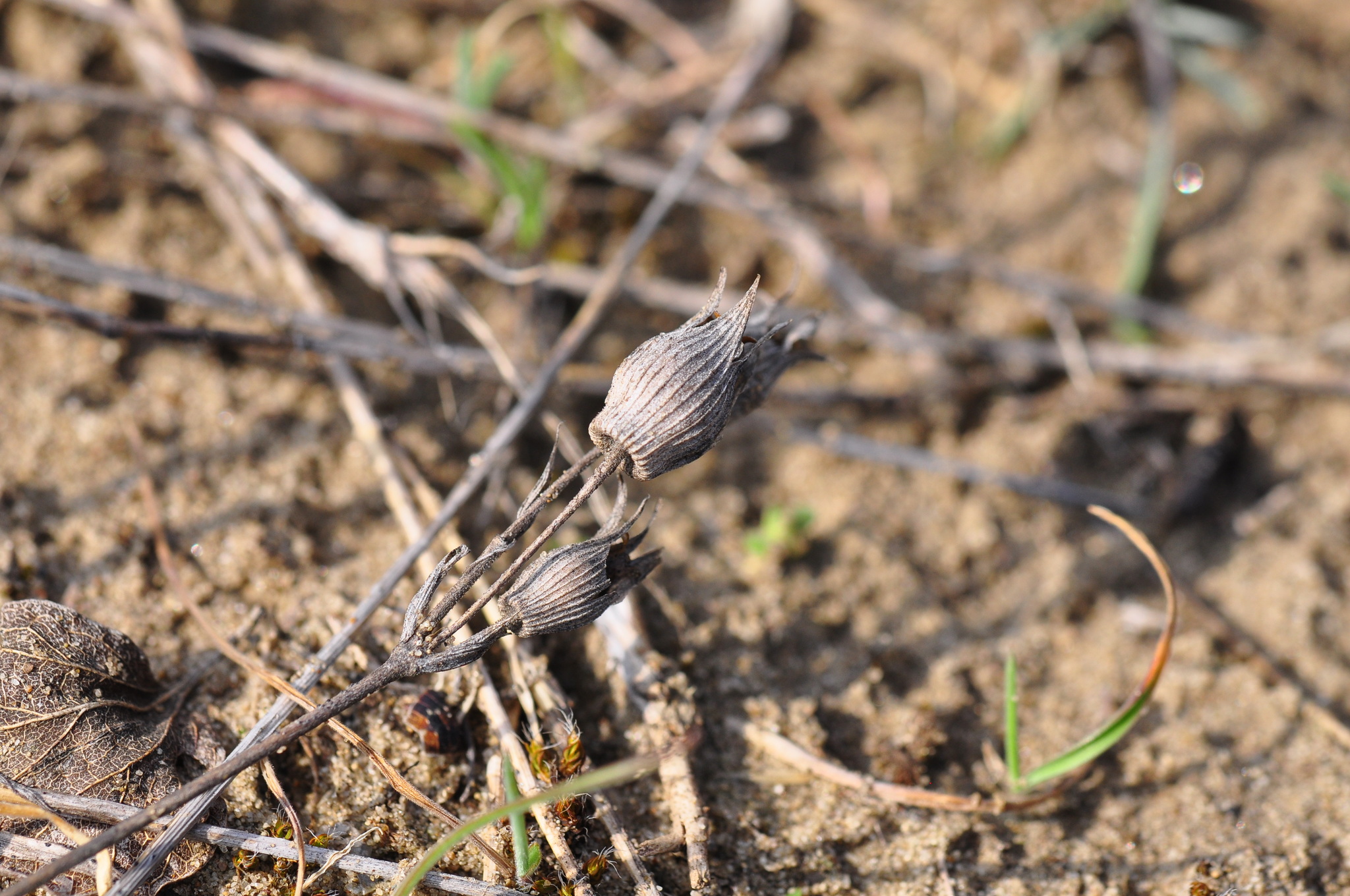 Striated catchfly