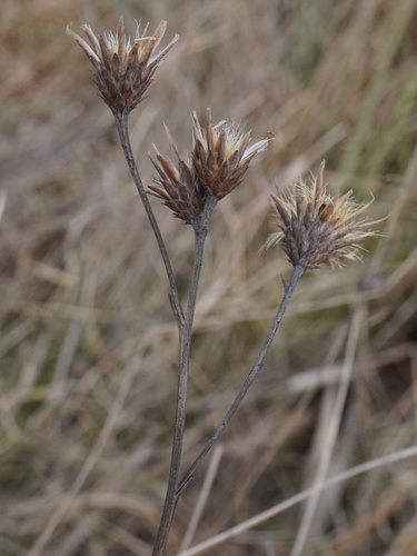 Saw-wort (Serratula tinctoria)