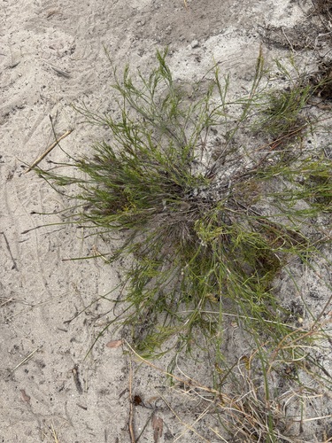 Cape Pegreed (Restio capensis)