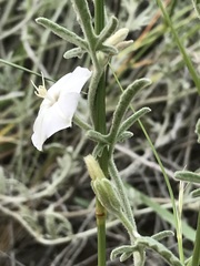 Convolvulus ocellatus