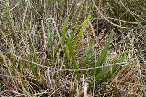 False Asphodel (Tofieldia calyculata)