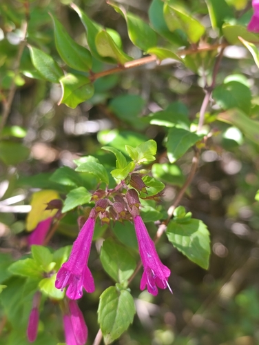 Clinopodium multiflorum
