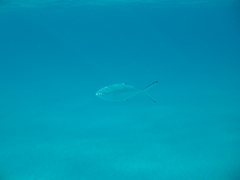 Trachinotus ovatus