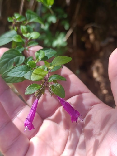Clinopodium multiflorum, photograph 2