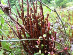 Calyptospora columnaris