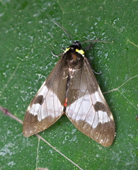 Dysschema marginalis