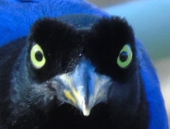 Cyanocorax beecheii