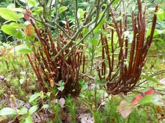Calyptospora columnaris