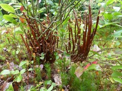 Calyptospora columnaris