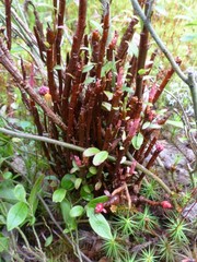 Calyptospora columnaris