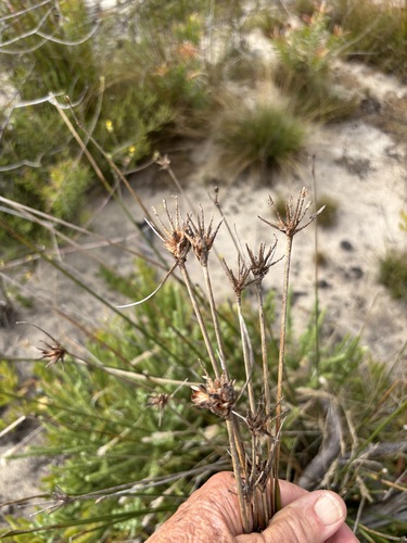 Helmet Sedge (Hellmuthia membranacea)