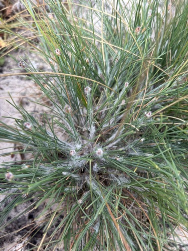Fluffy Clubrush (Ficinia paradoxa)