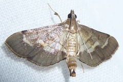 Marasmia