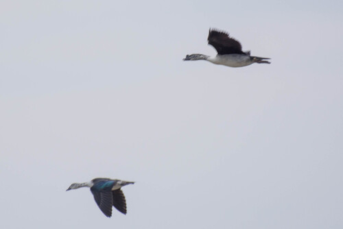 iNaturalist: (c) dopschoen, some rights reserved (CC BY-NC) iNaturalist image