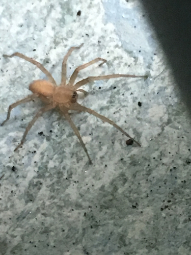 Barn Funnel Weaver photo 6