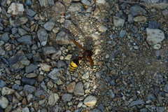 Delta unguiculatum