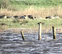 Anser albifrons flavirostris