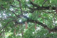 Kigelia africana africana