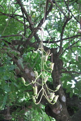Kigelia africana africana