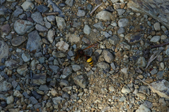 Delta unguiculatum