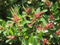 Hymenocardia ulmoides