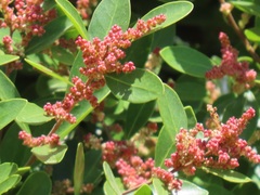 Hymenocardia ulmoides