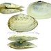 Soft-shelled Clam - Photo (c) Kim, Hyun-tae, some rights reserved (CC BY-NC-SA), uploaded by Kim, Hyun-tae