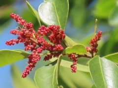 Hymenocardia ulmoides