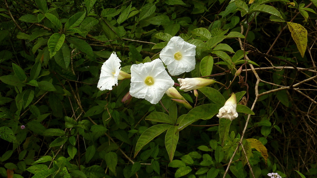 Distimake macrocalyx