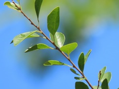 Hymenocardia ulmoides