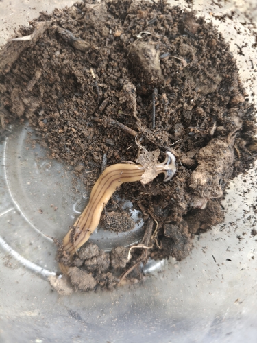 Diversibipalium cantori