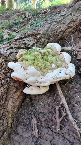 Rigidoporus ulmarius observed 2026-03-13