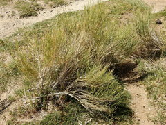 Baccharis spartioides