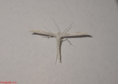 Hellinsia homodactylus