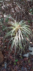 Tillandsia fasciculata