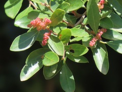 Hymenocardia ulmoides